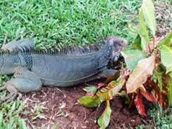 Iguana on Isla Coiba